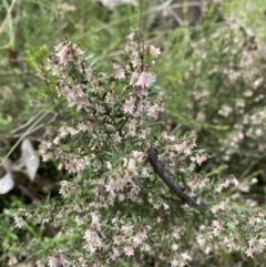 Cryptandra amara (Bitter Cryptandra) at Farrer Ridge - 18 Oct 2022 by rosiecooney