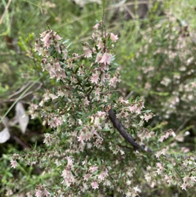 Cryptandra amara (Bitter Cryptandra) at Farrer, ACT - 18 Oct 2022 by rosiecooney