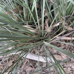 Xanthorrhoea sp. (Grass Tree) at Gundary, NSW - 17 Oct 2022 by JaneR