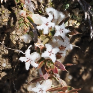 Styphelia nesophila at Mount Clear, ACT - 15 Oct 2022