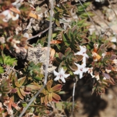 Styphelia nesophila at Mount Clear, ACT - 15 Oct 2022