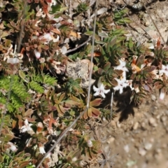 Styphelia nesophila at Mount Clear, ACT - 15 Oct 2022