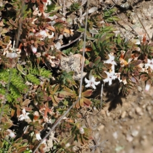 Styphelia nesophila at Mount Clear, ACT - 15 Oct 2022