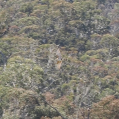 Falco berigora (Brown Falcon) at Namadgi National Park - 15 Oct 2022 by RAllen