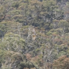 Falco berigora (Brown Falcon) at Mount Clear, ACT - 15 Oct 2022 by RAllen