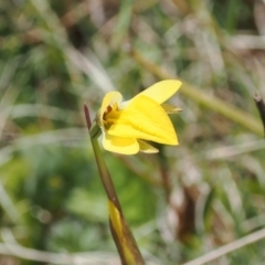 Diuris subalpina (Small Snake Orchid) at Mount Clear, ACT - 15 Oct 2022 by RAllen