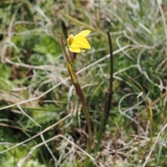 Diuris subalpina at Mount Clear, ACT - 15 Oct 2022