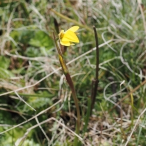 Diuris subalpina at Mount Clear, ACT - suppressed