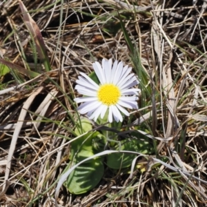 Brachyscome decipiens at Mount Clear, ACT - 15 Oct 2022 01:44 PM