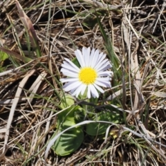 Brachyscome decipiens (Field Daisy) at Mount Clear, ACT - 15 Oct 2022 by RAllen