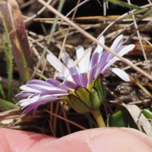 Brachyscome decipiens at Mount Clear, ACT - 15 Oct 2022
