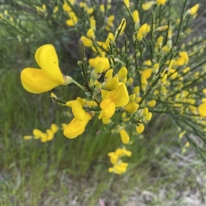 Cytisus scoparius subsp. scoparius at Macgregor, ACT - 18 Oct 2022 08:57 AM