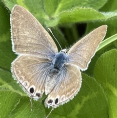 Lampides boeticus (Long-tailed Pea-blue) at Macgregor, ACT - 18 Oct 2022 by APB