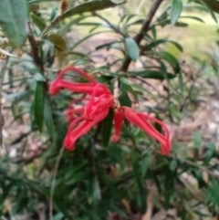 Grevillea (genus) (Grevillea) at Corang, NSW - 16 Oct 2022 by LeonieWood