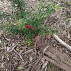 Grevillea sp. at Corang, NSW - 16 Oct 2022