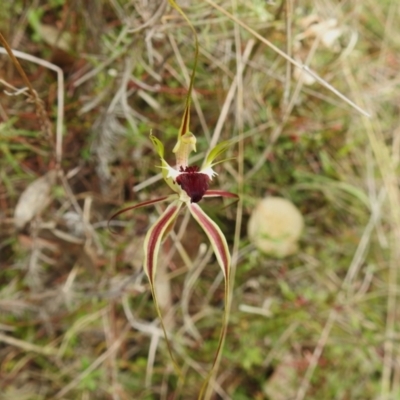 Caladenia atrovespa (Green-comb Spider Orchid) at Tennent, ACT - 17 Oct 2022 by JohnBundock