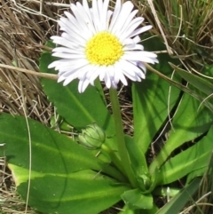 Brachyscome decipiens (Field Daisy) at Booth, ACT - 11 Oct 2022 by sangio7