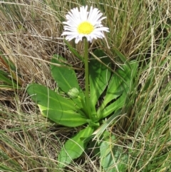 Brachyscome decipiens at Booth, ACT - 11 Oct 2022 01:42 PM