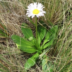 Brachyscome decipiens at Booth, ACT - 11 Oct 2022 01:42 PM