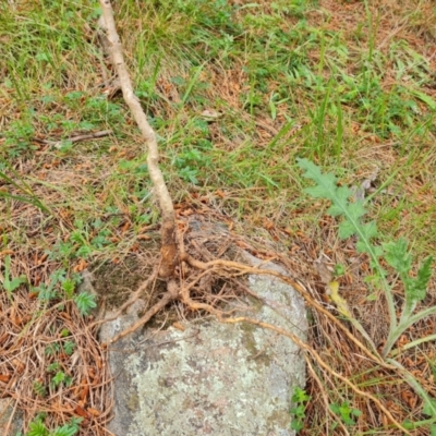 Ailanthus altissima (Tree-of-Heaven) at Isaacs Ridge and Nearby - 18 Oct 2022 by Mike