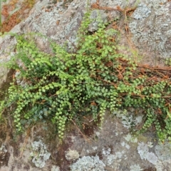 Asplenium flabellifolium (Necklace Fern) at Farrer, ACT - 18 Oct 2022 by Mike