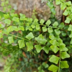 Asplenium flabellifolium at Farrer, ACT - 18 Oct 2022