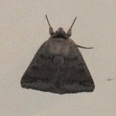 Pantydia sparsa (Noctuid Moth) at Wanniassa, ACT - 17 Oct 2022 by JohnBundock