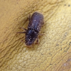 Unidentified Beetle (Coleoptera) (TBC) at Murrumbateman, NSW - 18 Oct 2022 by SimoneC