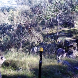 Macropus giganteus at Kambah, ACT - 17 Apr 2022