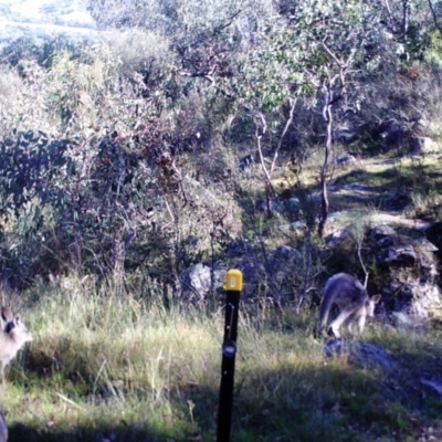 Macropus giganteus (Eastern Grey Kangaroo) at Mount Taylor - 17 Apr 2022 by MountTaylorParkcareGroup