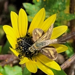 Taractrocera papyria at Coree, ACT - 18 Oct 2022