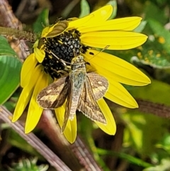 Taractrocera papyria at Coree, ACT - 18 Oct 2022