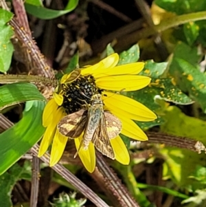 Taractrocera papyria at Coree, ACT - 18 Oct 2022