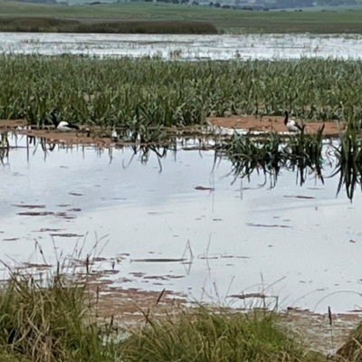 Anseranas semipalmata (Magpie Goose) at Breadalbane, NSW - 12 Oct 2022 by JaneR