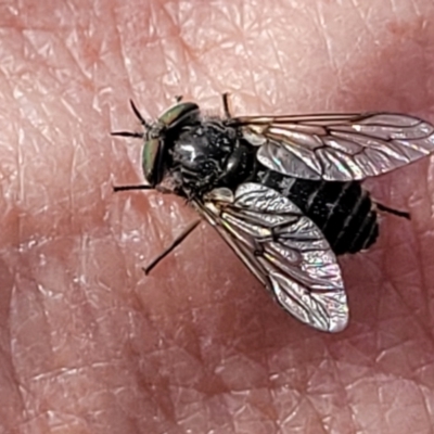 Dasybasis sp. (genus) (A march fly) at Coree, ACT - 18 Oct 2022 by trevorpreston