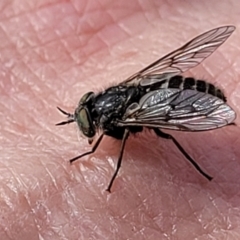 Dasybasis sp. (genus) at Coree, ACT - 18 Oct 2022 03:52 PM