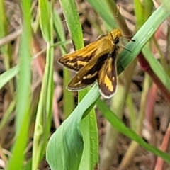 Taractrocera papyria (White-banded Grass-dart) at Coree, ACT - 18 Oct 2022 by trevorpreston