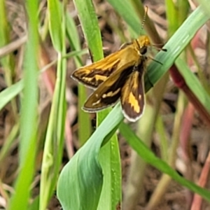 Taractrocera papyria at Coree, ACT - 18 Oct 2022