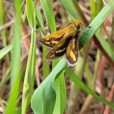 Taractrocera papyria (White-banded Grass-dart) at Coree, ACT - 18 Oct 2022 by trevorpreston