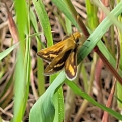 Taractrocera papyria at Coree, ACT - 18 Oct 2022