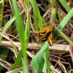 Taractrocera papyria at Coree, ACT - 18 Oct 2022