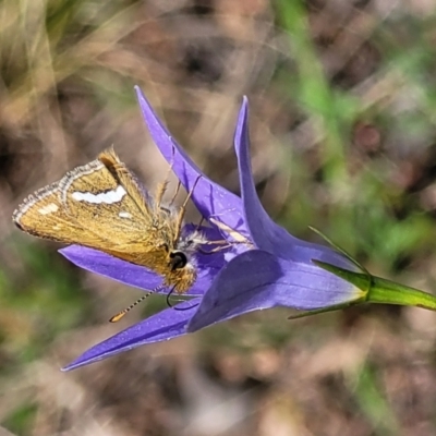 Taractrocera papyria (White-banded Grass-dart) at Ginninderry Conservation Corridor - 18 Oct 2022 by trevorpreston