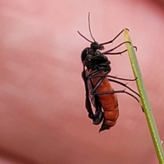 Sciaridae sp. (family) (Black fungus gnat) at Ginninderry Conservation Corridor - 18 Oct 2022 by trevorpreston