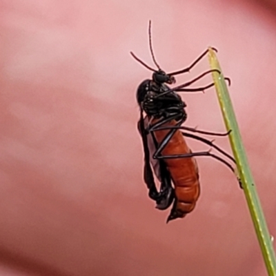 Sciaridae sp. (family) (Black fungus gnat) at Coree, ACT - 18 Oct 2022 by trevorpreston