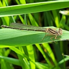 Xanthagrion erythroneurum (Red & Blue Damsel) at Coree, ACT - 18 Oct 2022 by trevorpreston