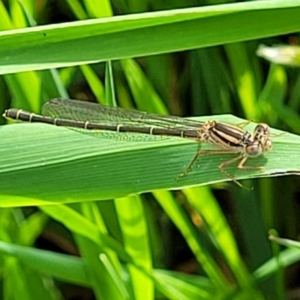 Xanthagrion erythroneurum at Coree, ACT - 18 Oct 2022 04:08 PM