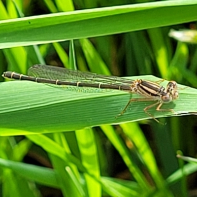 Xanthagrion erythroneurum (Red & Blue Damsel) at Ginninderry Conservation Corridor - 18 Oct 2022 by trevorpreston