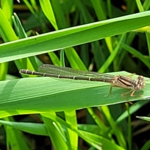 Xanthagrion erythroneurum at Coree, ACT - 18 Oct 2022 04:08 PM