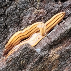 Anzoplana trilineata (A Flatworm) at Ginninderry Conservation Corridor - 18 Oct 2022 by trevorpreston