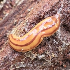 Anzoplana trilineata at Coree, ACT - 18 Oct 2022